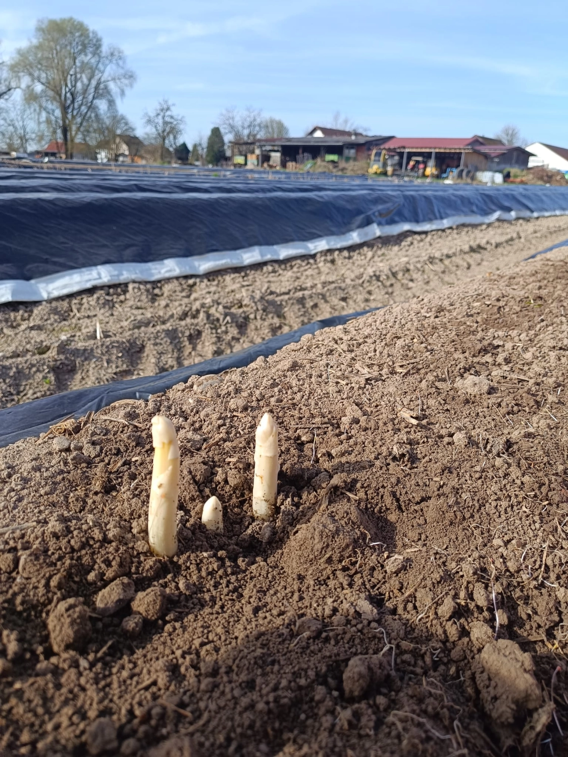Gemüse Wimmer`s Hofladen